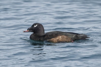 Bird Field Trip - Semiahmoo Bay