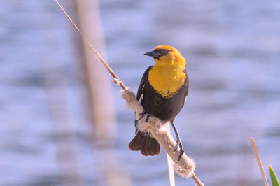 Birding in Quarantine: Lecture 4 - Online Classroom
