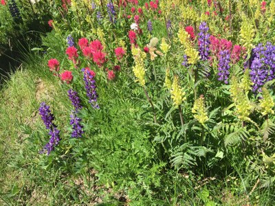 Field Trip Mt Rainer - Berkeley Park