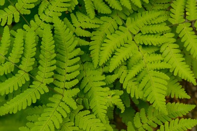 Field Trip Mt Rainer - Eastside Trail