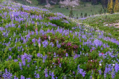 Field Trip Mt Rainer - Naches Peak Loop