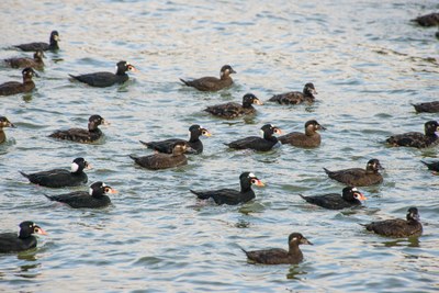 Pelagic Birds of Puget Sound