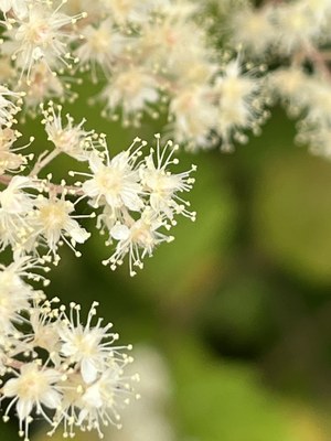 Field Trip 1 - Seattle Naturalists Intro Natural World Course - Magnuson Park