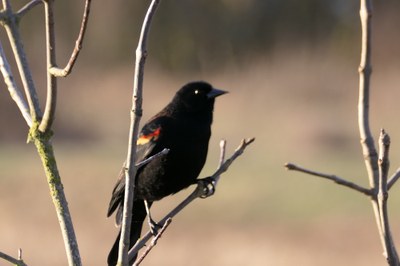Field Trip 2 - Seattle Naturalists Intro Natural World Course - Center for Urban Horticulture