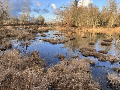Field Trip 2 - Seattle Naturalists Intro Natural World Course - Nisqually National Wildlife Refuge