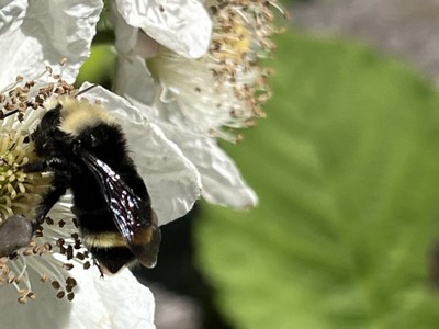 Field Trip 4 - Seattle Naturalists Intro Natural World Course - Magnuson Park