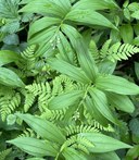 Lecture 2 - Seattle Naturalists Intro Natural World Course - Online Classroom