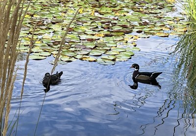 Lecture 3 - Seattle Naturalists Intro Natural World Course - Online Classroom