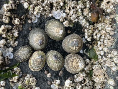 Lecture 4 - Seattle Naturalists Intro Natural World Course - Online Classroom