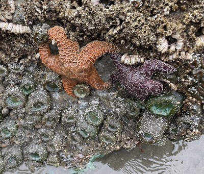 Lecture 4 - Seattle Naturalists Intro Natural World Course - Online Classroom