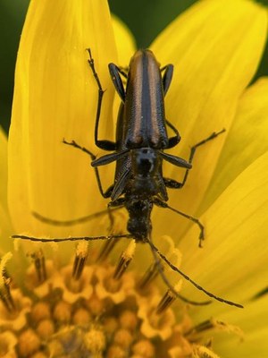 Lecture 5 - Seattle Naturalists Intro Natural World Course - Online Classroom