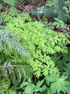 Field Trip 1 - Seattle Naturalists Intro Natural World Course