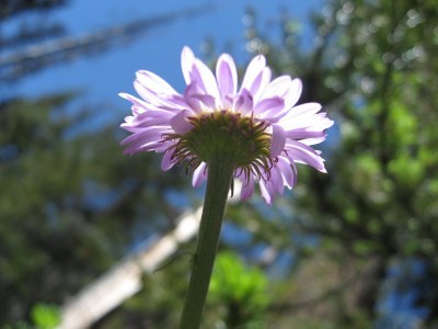 Introduction to the Natural World Course - Seattle - 2016