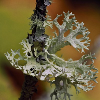 Moss Workshop Lecture