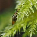Moss Workshop Field Trip - Seattle