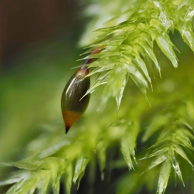 Moss Workshop Field Trip - Seattle