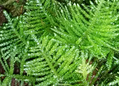 Moss & Lichen Workshop - Seattle - 2021