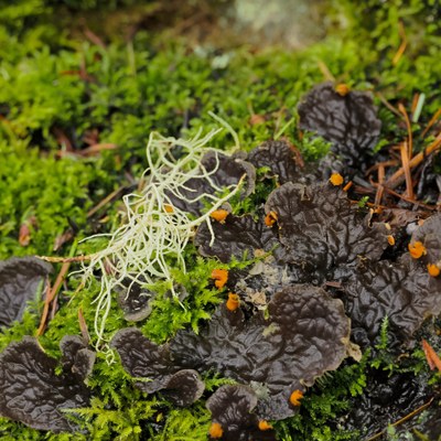 Moss Workshop - Seattle - 2026