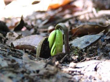 Naturalist Lecture Series - 2016: The Triumph of Seeds