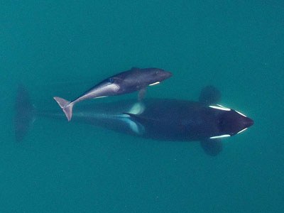 Naturalist Lecture Series - 2016: Puget Sound's Endangered Orcas
