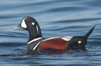 Naturalists Lecture Series: SEABIRDS OF PUGET SOUND: WHERE AND WHEN TO FIND THEM