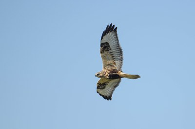 Soaring Past COVID:  Hawks, Eagles, and Falcons in Washington