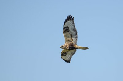 Soaring Past COVID:  Hawks, Eagles, and Falcons in Washington