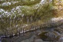 Ice and Moss-Old Sauk Trail-Mt. Baker-Snoqualmie NF-7435.jpg