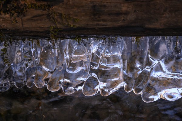 Ice crystals below log-Old Sauk Trail-Mt. Baker-Snoqualmie NF-7430.jpg
