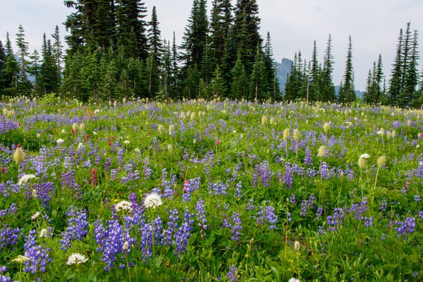 Flowers Naches Peak-Naches Peak Loop-Mt Rainier National Park-9554.jpg