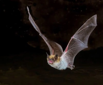 Naturalist Lecture Series - Green River Trail & Natural Resources Area