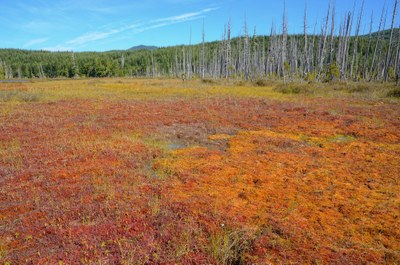 Naturalist Lecture Series - Online Classroom
