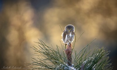 Naturalist Lecture Series - Online Classroom