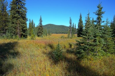 Naturalist Lecture Series - Online Classroom