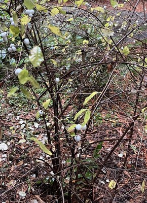 Winter Twigs - Carkeek Park