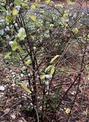 Winter Twigs - Carkeek Park