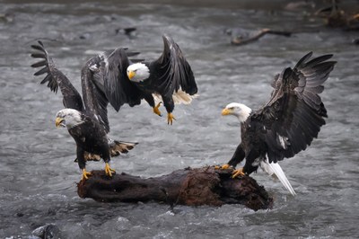 Intro to Wildlife Photography - The Mountaineers - 2019
