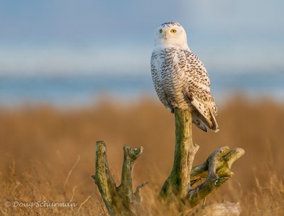 Intro to Bird Photography Workshop - Mountaineers Seattle Program Center
