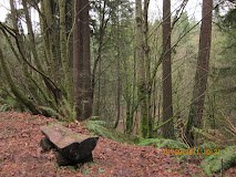 January GoWalk!  Urban Walks: 3 to 6 miles, 300 to 600 feet of elevation gain - Llandover Woods and Dunn Gardens