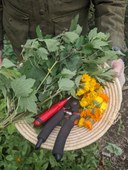 Naturalist Walk - Lord Hill Regional Park