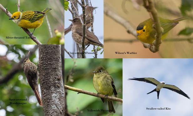 Panama’s Cloud Forest: The Junction of Bird Communities