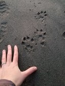 PNW Wildlife and Tracking: Naturalist Lecture Series