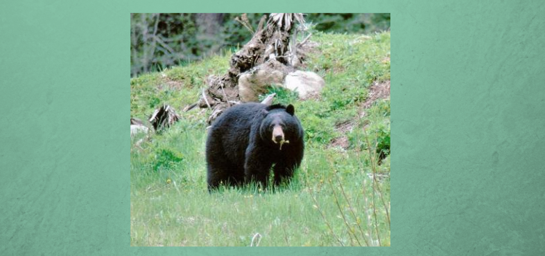 Be Bear Aware with Washington Department of Fish & Wildlife and Defenders of Wildlife