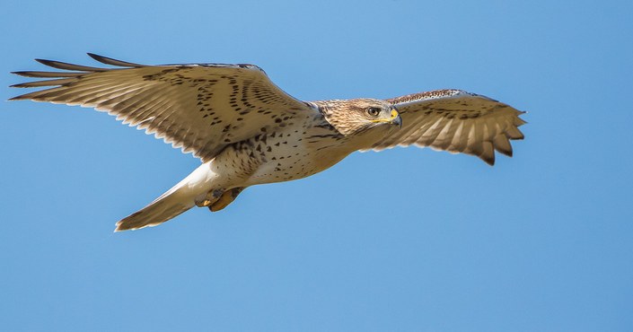 CANCELED - Youth Volunteer Training- Raptors of North America
