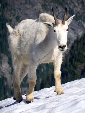Olympic National Park Mountain Goat Relocation: Naturalists Study Group Lecture Series
