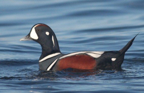 Seabirds of Puget Sound: Where and When to Find Them