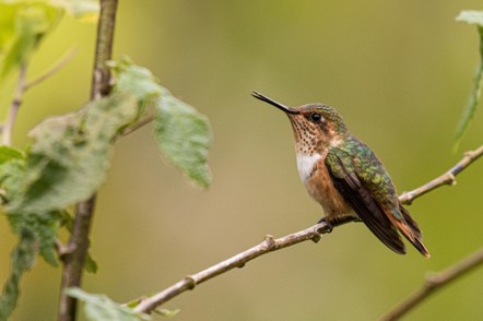 Behind The Shot: BIRDING IN THE CLOUD FOREST OF WESTERN PANAMA with Tom Bancroft