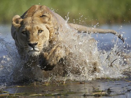 CANCELED - Behind the Shot: Safari 101 - Optimizing vehicle-based photography with Bruce Dorn