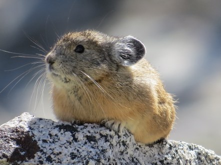 Pika Monitoring Training