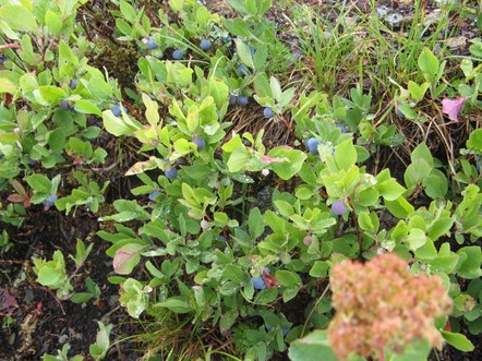 CANCELED - PNW Edible Wild Plants